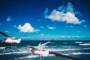 Ostsee- Möven im Flug