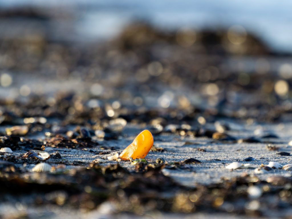 Bernsteinfund Ostsee