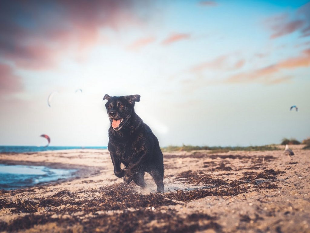 Ostseebad Dierhagen - Auszeit mit Hund