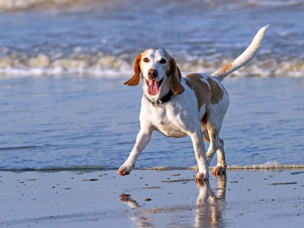 Strandhund