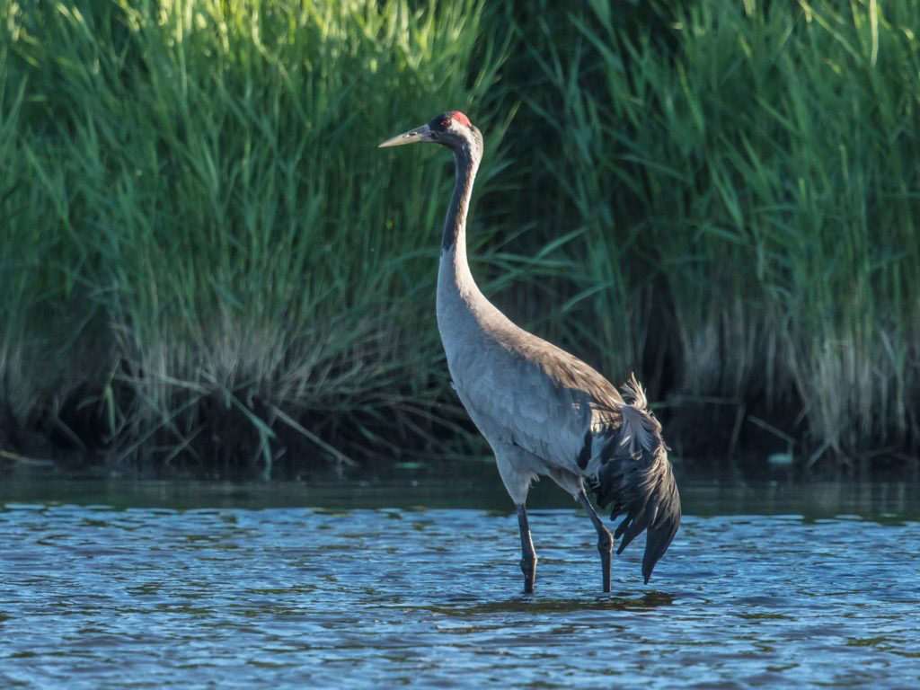 Kranich am Rasplatz Bodden