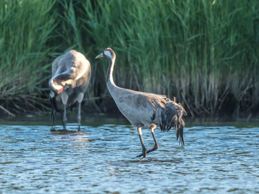 Kranichpaar am Rasplatz Bodden