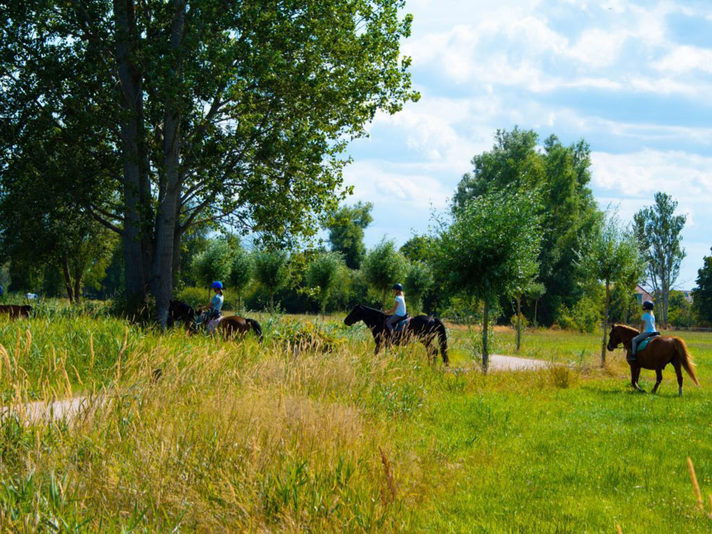 Reiten am Saaler Bodden