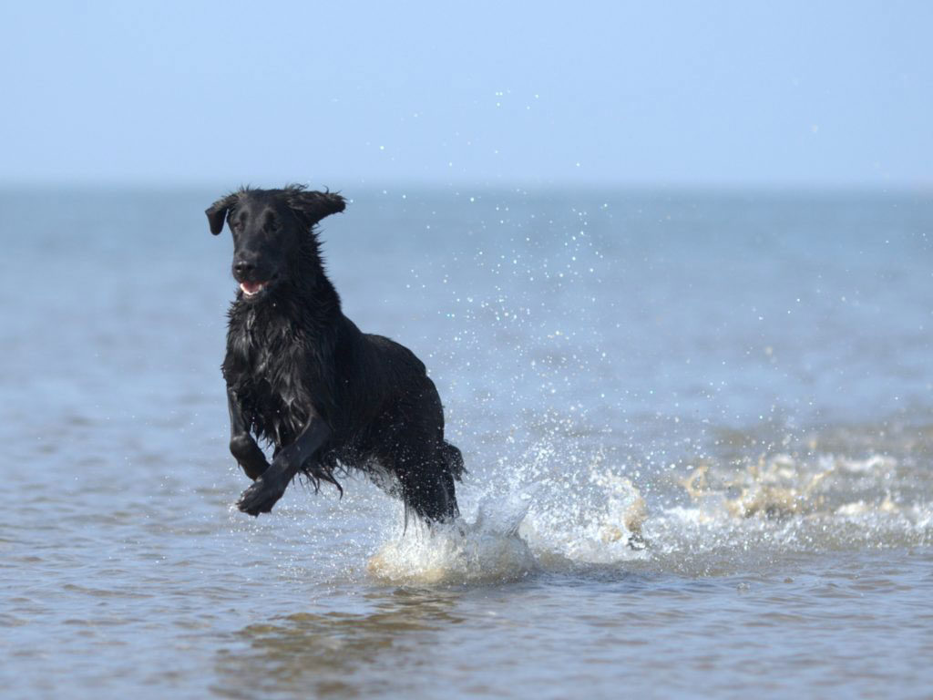 Hund am Ostseestrand